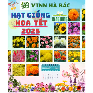 Hạt Giống Hoa Tết 2025 - Thời điểm gieo trồng hoa Tết 2025 trổ hoa đúng ngày, hoa nở to - Hạt Giống Hoa Rạng Đông