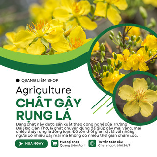 Chất Gây Rụng Lá Mai Vàng, Mai Chiếu Thủy Đại Học Cần Thơ (Gói 180gram), kích thích rụng lá mai