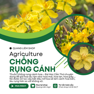 Chất Chống Rụng Cánh Hoa Mai – Đại Học Cần Thơ - Giúp Hoa Mai Lâu Tàn (Hũ 20ml)
