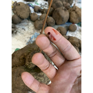 củ bình vôi đỏ tươi -an thần gây ngủ mạnh