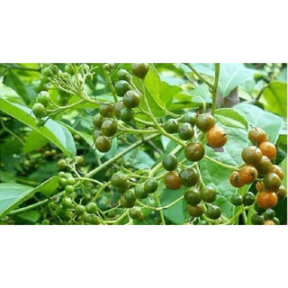 Rễ cây xạ đen phòng chống u hạch hiệu quả cao