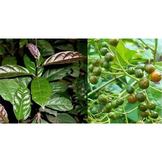 Rễ cây xạ đen phòng chống u hạch hiệu quả cao