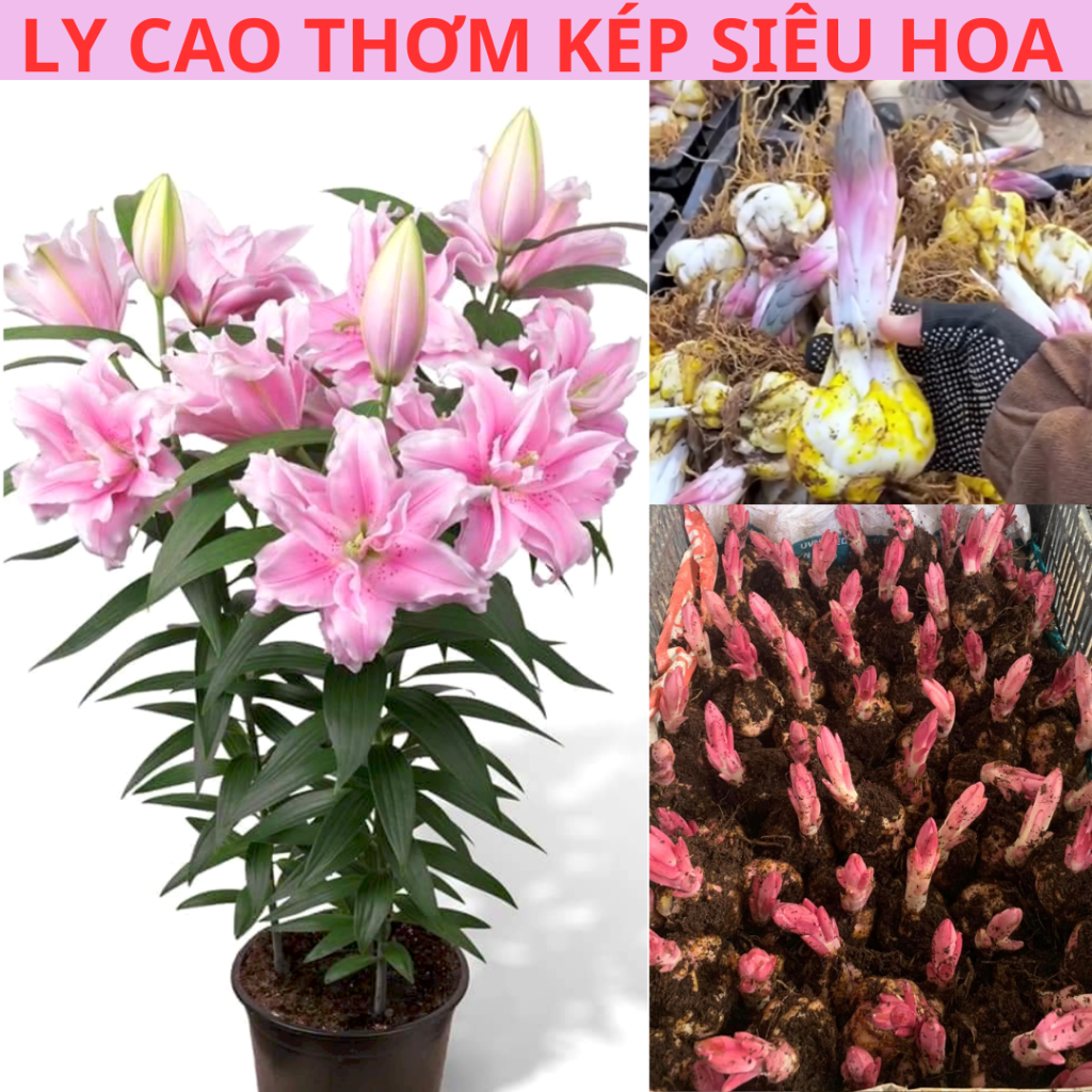 [Củ TO+ ĐẸP] Củ Hoa Ly (Tặng kèm phân), củ ly cao, củ ly lùn, hoa ly ...