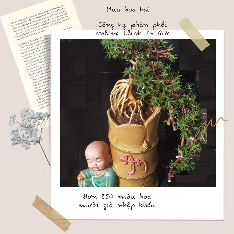 [Nở Cả Ngày] Cây Hoa Mười Giờ Bonsai Cổ Thụ Loại Gốc To Làm BonSai Trồng Được Lâu Năm Hoa Mười Giờ Bonsai