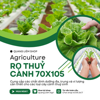 COMBO 2 CÁI] Rọ nhựa trồng rau thủy canh 70×105mm, trồng thủy sinh, màu trắng kem