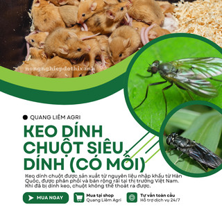 Keo dính chuột Siêu Dính (có mồi), Miếng keo dán chuột, Miếng bẫy chuột, bẫy ruồi Hàn Quốc
