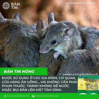 Keo dính chuột Siêu Dính (có mồi), Miếng keo dán chuột, Miếng bẫy chuột, bẫy ruồi Hàn Quốc