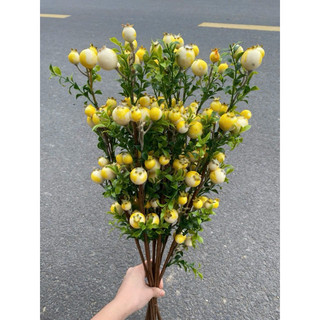 lựu phú quý💥 lựu phú quý 60cm💥