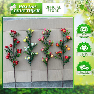lựu phú quý💥 lựu phú quý 60cm💥
