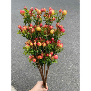 lựu phú quý💥 lựu phú quý 60cm💥