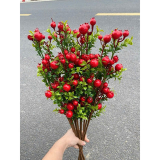 lựu phú quý💥 lựu phú quý 60cm💥