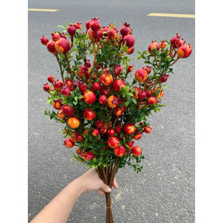 lựu phú quý💥 lựu phú quý 60cm💥