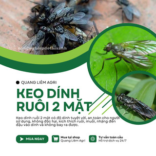 [COMBO 5 MIẾNG] Keo Dính Ruồi 2 Mặt Siêu Dính, Dính Chuột, miếng to, Nhiều Keo