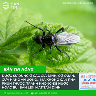 [COMBO 5 MIẾNG] Keo Dính Ruồi 2 Mặt Siêu Dính, Dính Chuột, miếng to, Nhiều Keo