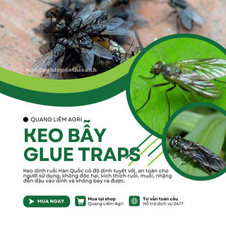 Keo dính ruồi Siêu Dính (có mồi), Miếng keo dán ruồi, Miếng bẫy ruồi HÀN QUỐC Glue Traps