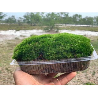 RÊU XANH LOẠI VIP DÙNG ĐẮP CHẬU CÂY CẢNH , CÂY BONSAI,HÒN NON BỘ…vvv