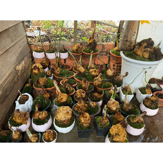 RÊU XANH LOẠI VIP DÙNG ĐẮP CHẬU CÂY CẢNH , CÂY BONSAI,HÒN NON BỘ…vvv