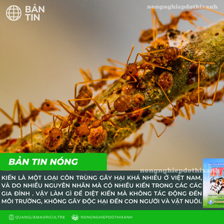 Thuốc trừ kiến, bả diệt kiến, bả trừ kiến tận gốc BTK (gói 5gram) - Siêu hiệu quả, an toàn sử dụng