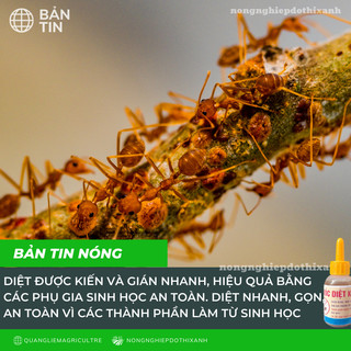 Thuốc Diệt Kiến Gián Sinh Học tận gốc, an toàn, không độc hại (chai 10ml)
