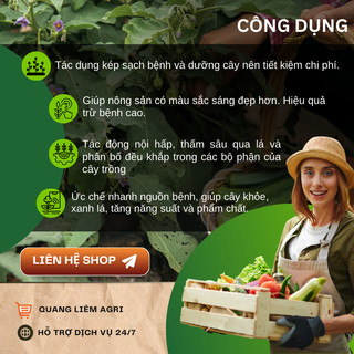 Chế Phẩm Xử Lí Nam Benh Anvil 5SC 100ml, 250ml, 1 Lít  - Xử Lí Rỉ Sắt, Thán Thư
