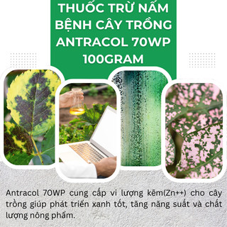 Chế phẩm xử lí nấm cây trồng ANTRACOL 70WP (100gram), áo giáp kẽm bảo vệ cây, dạng bột