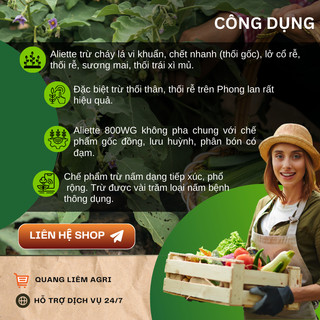 Chế phẩm xử lí nấm Aliette 800WG (100gr), Chế phẩm lưu dẫn 2 chiều, ngừa bệnh tốt cho cây trồng