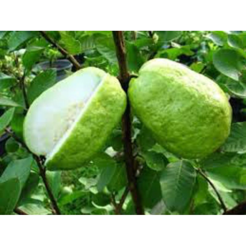 1kg Kali Bo dạng Bột Mịn - ( 1kg pha 100 lít nước ) Tưới gốc, ngăn rụng trái, tăng độ giòn ngọt cho trái, Nứt trái