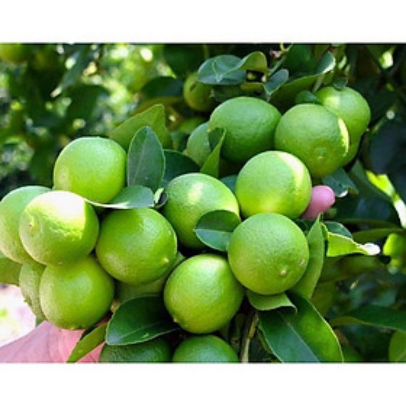 1kg Kali Bo dạng Bột Mịn - ( 1kg pha 100 lít nước ) Tưới gốc, ngăn rụng trái, tăng độ giòn ngọt cho trái, Nứt trái