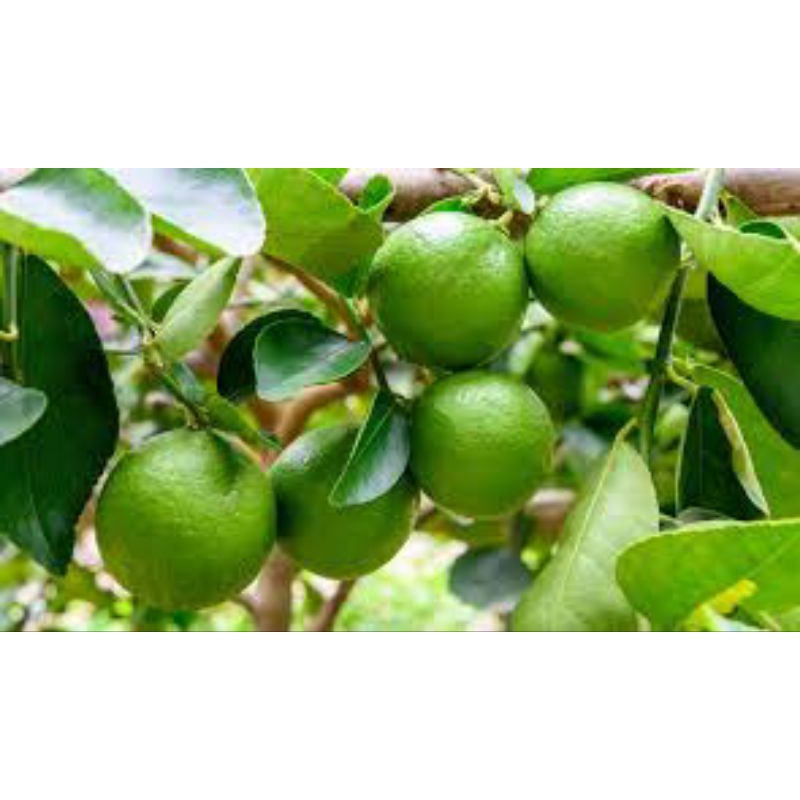 1kg Kali Bo dạng Bột Mịn - ( 1kg pha 100 lít nước ) Tưới gốc, ngăn rụng trái, tăng độ giòn ngọt cho trái, Nứt trái