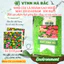 Hạt giống Hoa Cúc Lá Nhám Cao Nhiều Màu Giant Zinnia 223 (0,1gram~20 hạt)