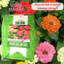 Hạt giống Hoa Cúc Lá Nhám Cao Nhiều Màu Giant Zinnia 223 (0,1gram~20 hạt)