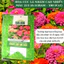 Hạt giống Hoa Cúc Lá Nhám Cao Nhiều Màu Giant Zinnia 223 (0,1gram~20 hạt)