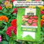 Hạt giống Hoa Cúc Lá Nhám Cao Nhiều Màu Giant Zinnia 223 (0,1gram~20 hạt)