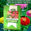 Hạt giống Hoa Cúc Lá Nhám Cao Nhiều Màu Giant Zinnia 223 (0,1gram~20 hạt)