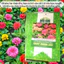Hạt giống Hoa Cúc Lá Nhám Cao Nhiều Màu Giant Zinnia 223 (0,1gram~20 hạt)