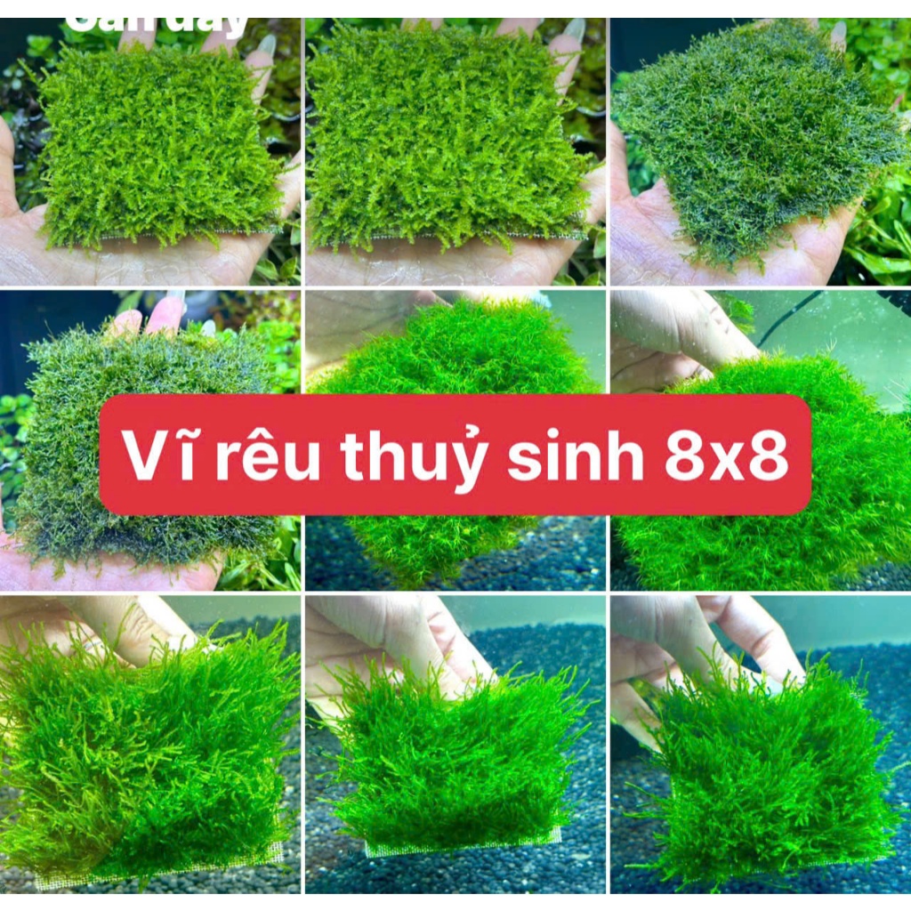 vĩ rêu thủy sinh 8x8 , cây thủy sinh trang trí bể thủy sinh , bể tép ...