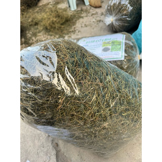 Giảo Cổ Lam Khô 1kg Nguyên Chất | Dược Liệu Khô Chọn Lọc | Thảo Dược Đạt Huyền