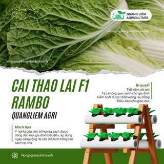 Hạt Giống Cải Thảo Rambo (Gói 0,5g~120 Hạt) Rạng Đông, Bắp Cải To, Chịu Nhiệt Tốt, Trồng Quanh Năm