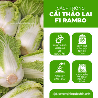 Hạt Giống Cải Thảo Rambo (Gói 0,5g~120 Hạt) Rạng Đông, Bắp Cải To, Chịu Nhiệt Tốt, Trồng Quanh Năm