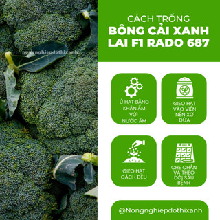 Hạt Giống Bông Cải Xanh RADO 687 (Gói 0,2g~75 Hạt) Rạng Đông, Sinh Trưởng Tốt - [Súp Lơ Xanh]