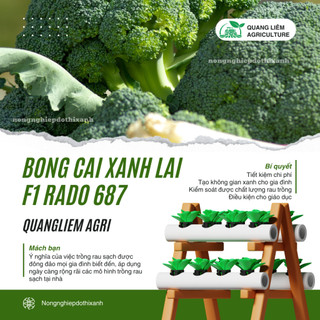 Hạt Giống Bông Cải Xanh RADO 687 (Gói 0,2g~75 Hạt) Rạng Đông, Sinh Trưởng Tốt - [Súp Lơ Xanh]