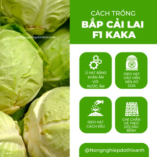 Hạt Giống Bắp Cải Lai F1 Kaka (Gói 0,5gram~150 Hạt) Rạng Đông, Trồng Quanh Năm, Chịu Nhiệt Tốt