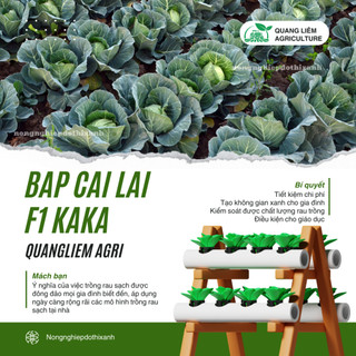 Hạt Giống Bắp Cải Lai F1 Kaka (Gói 0,5gram~150 Hạt) Rạng Đông, Trồng Quanh Năm, Chịu Nhiệt Tốt
