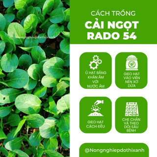 Hạt Giống Cải Ngọt RADO 54 (Gói 20g ~ 6000 Hạt) Rạng Đông, Dễ Gieo Trồng, Thu Hoạch Nhanh