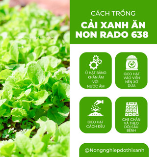 Hạt Giống Cải Xanh Ăn Non RADO 638 (Gói 20g~2000 Hạt) Rạng Đông, Phát Triển Mạnh, Dễ Gieo Trồng, Nhanh Thu Hoạch