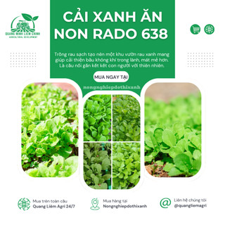 Hạt Giống Cải Xanh Ăn Non RADO 638 (Gói 20g~2000 Hạt) Rạng Đông, Phát Triển Mạnh, Dễ Gieo Trồng, Nhanh Thu Hoạch