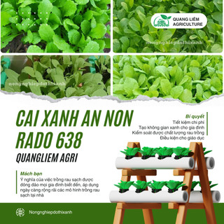 Hạt Giống Cải Xanh Ăn Non RADO 638 (Gói 20g~2000 Hạt) Rạng Đông, Phát Triển Mạnh, Dễ Gieo Trồng, Nhanh Thu Hoạch