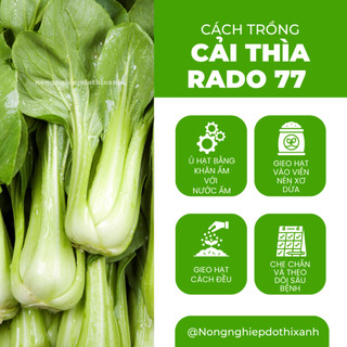 Hạt Giống Cải Thìa RADO 77 (Gói 20g~3500 Hạt) Rạng Đông, Sinh Trưởng Mạnh, Ít Sâu Bệnh