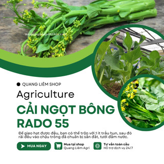 Hạt Giống Cải Ngọt Bông RADO 55 (Gói 20g~6000 Hạt) Rạng Đông, Trồng Quanh Năm – [Cải Ngồng]