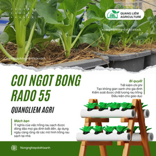 Hạt Giống Cải Ngọt Bông RADO 55 (Gói 20g~6000 Hạt) Rạng Đông, Trồng Quanh Năm – [Cải Ngồng]